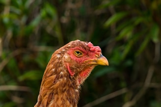 a close up of a chicken with a bush in the background