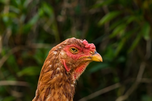 a close up of a chicken with a bush in the background