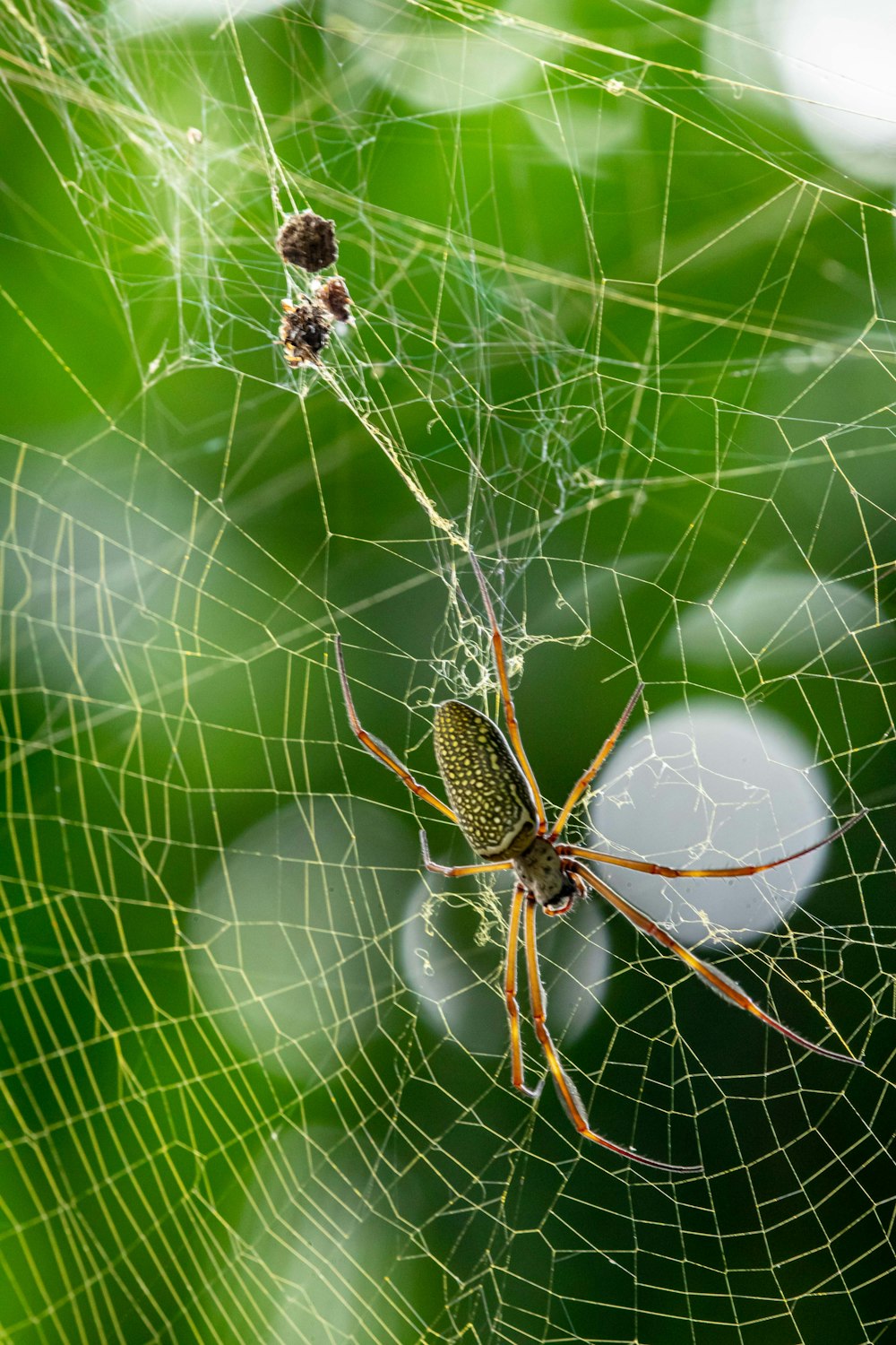 a close up of a spider on a web