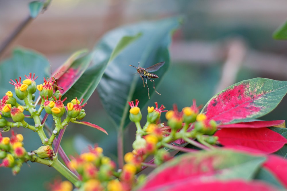 a bug on a plant with red and yellow flowers