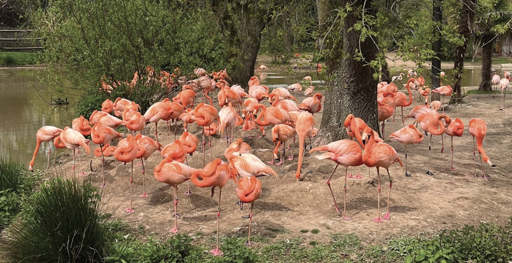 a flock of flamingos standing around a pond