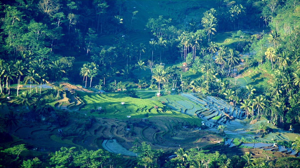 an aerial view of a rice field surrounded by palm trees