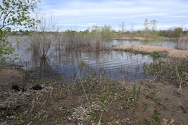 A serene wetland area with shallow water covering patches of sand and soil. Sparse vegetation, including grasses and small shrubs, grows around the water’s edge and on small islands in the water. In the background, a line of trees is visible under a partly cloudy sky.