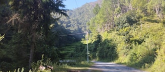 A serene forest path winding through lush green trees under a bright sky.