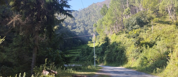 A serene forest path winding through lush green trees under a bright sky.