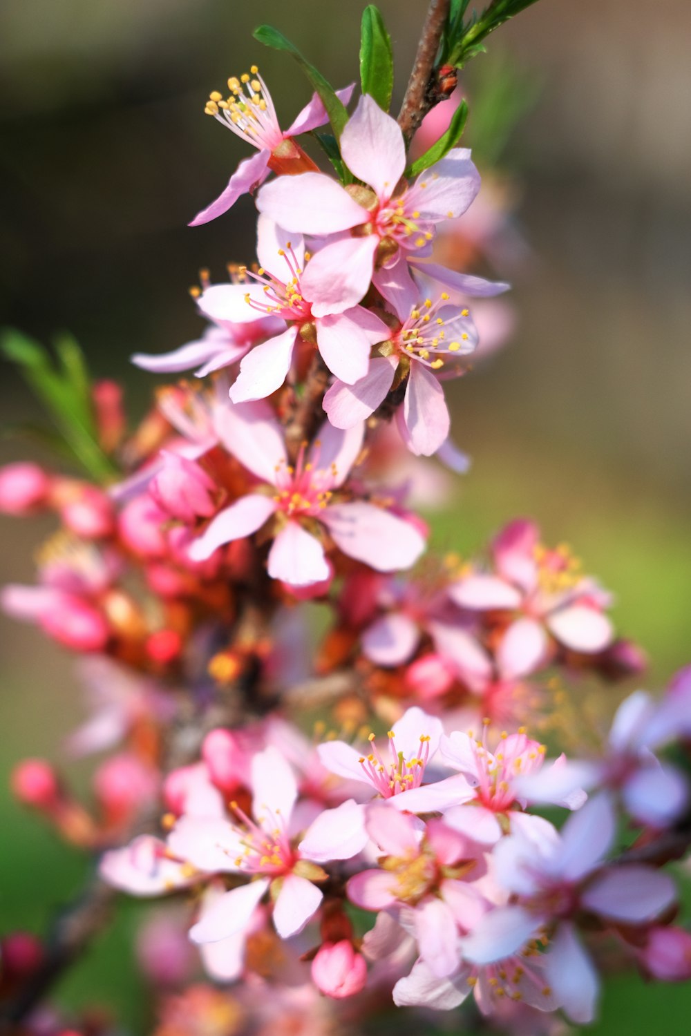 a close up of a pink flower on a tree