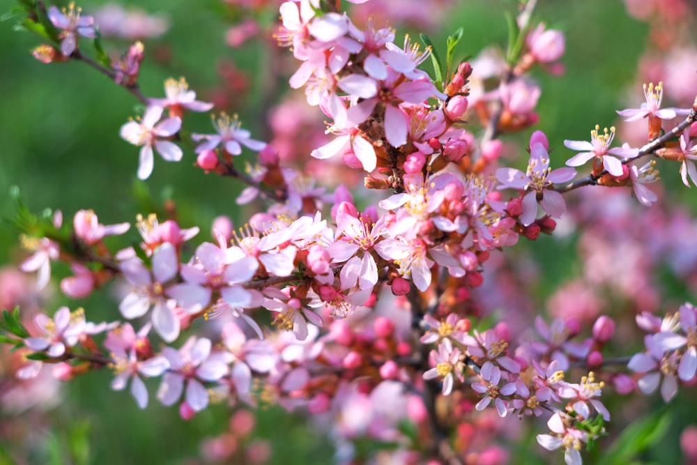 a bunch of pink flowers that are on a tree