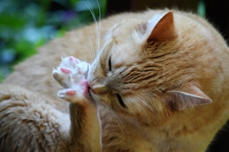 A ginger cat engaged in grooming, licking its front paw with great attention. The fur appears soft, and the background is a blur of green foliage, suggesting an outdoor setting.