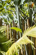 A lush bamboo forest in Oxapampa with sunlight filtering through tall stalks
