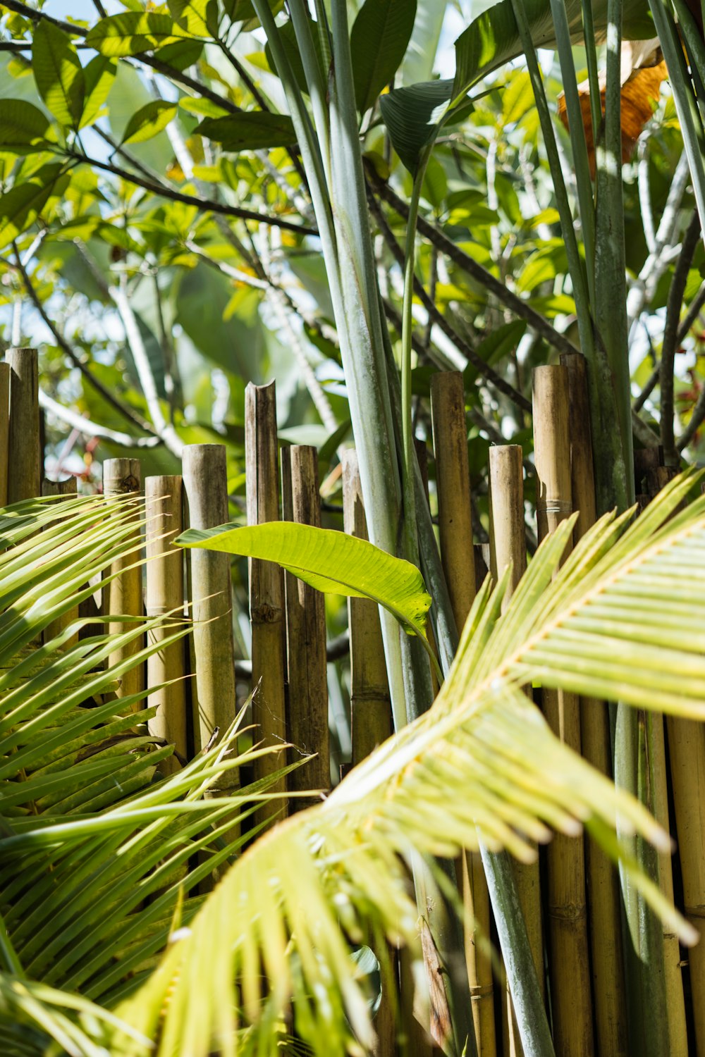 a close up of a bamboo fence surrounded by trees