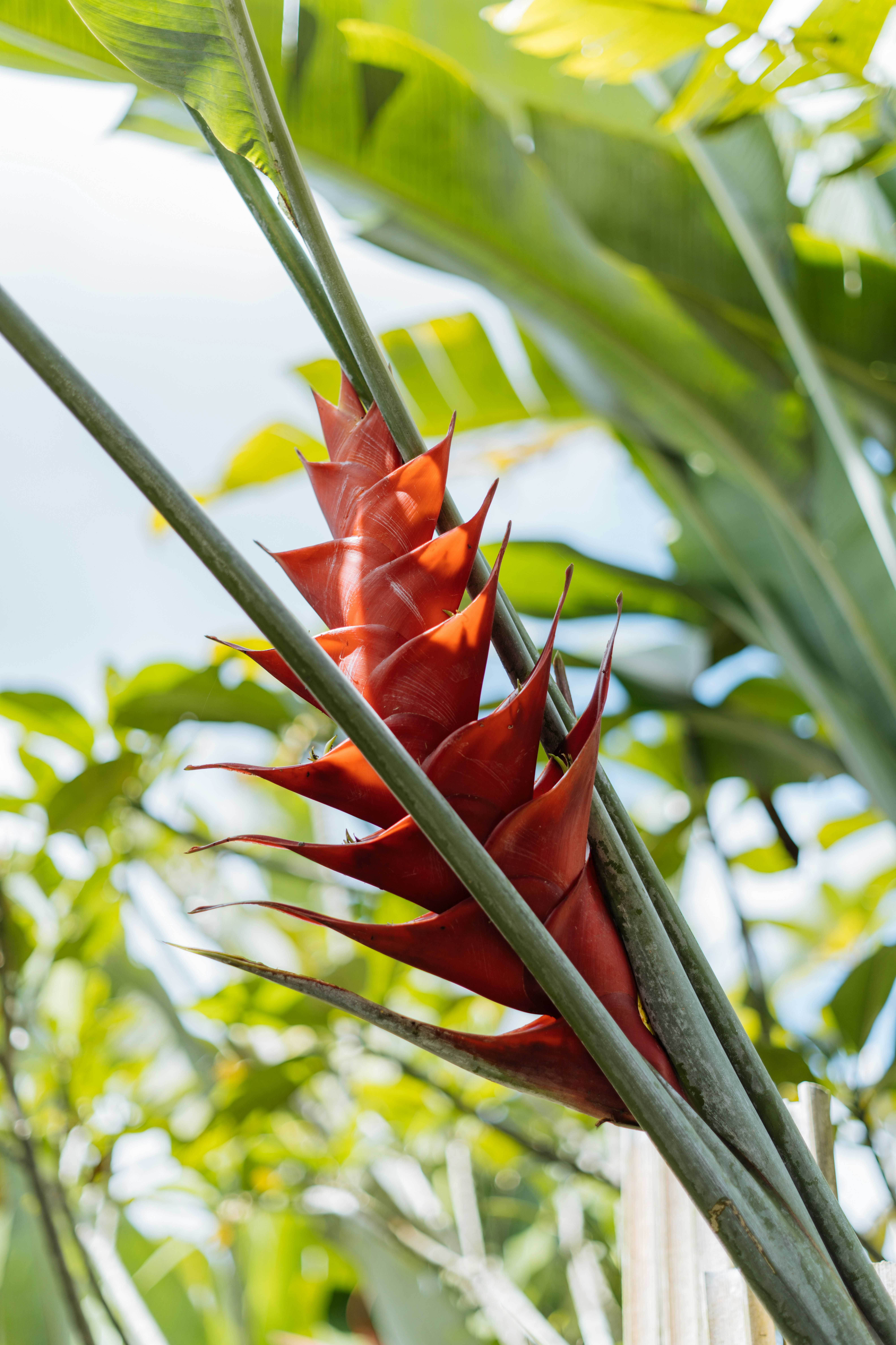 a red flower is growing on a plant