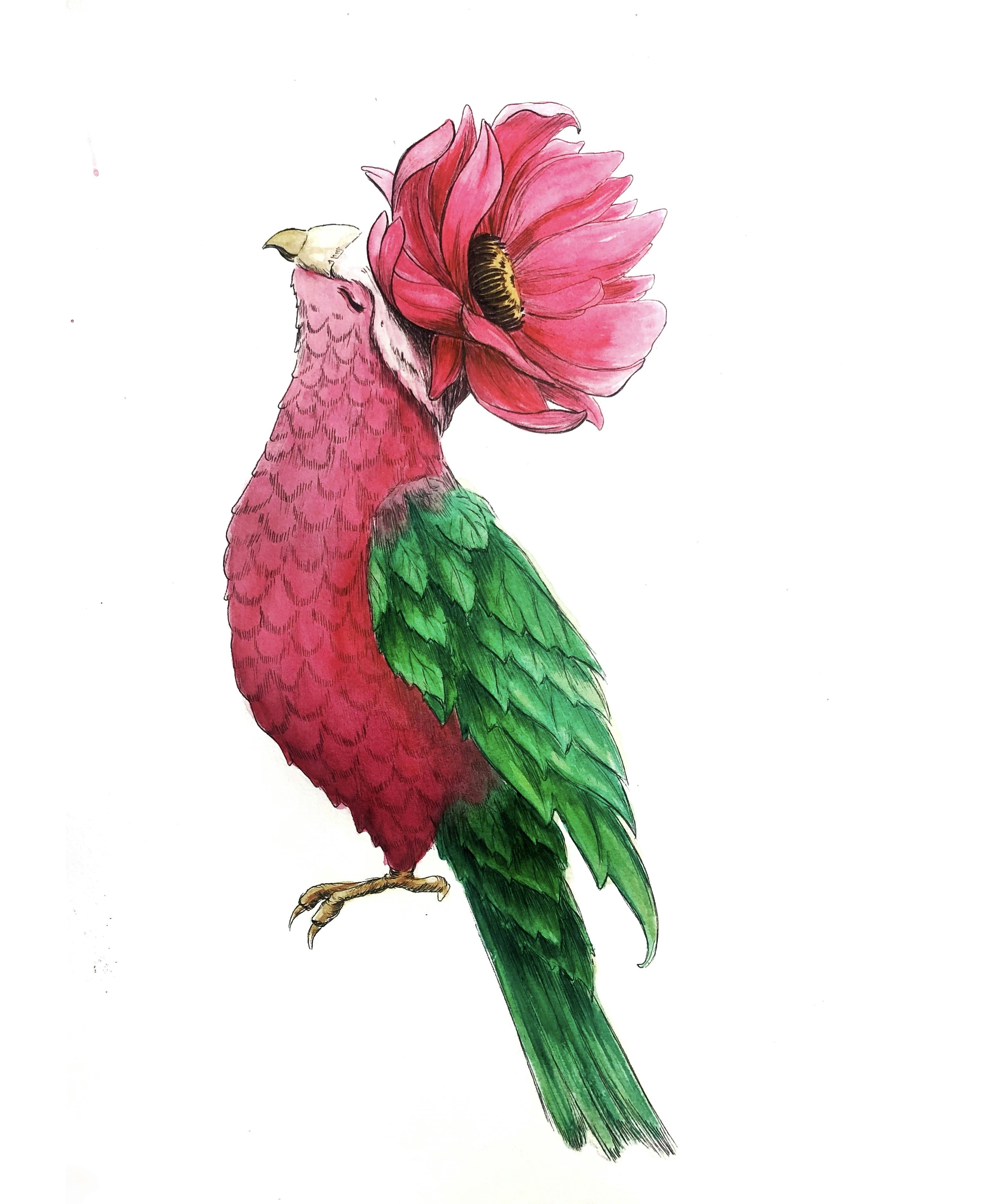 頭に花を乗せた鳥の絵の写真 – Unsplashの動物の無料画像