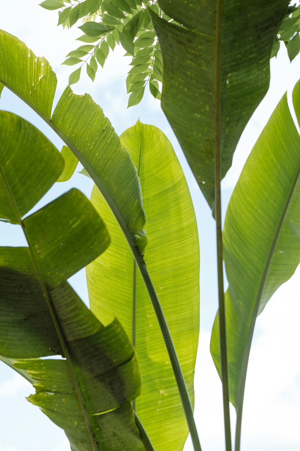 a close up of a large green leafy plant