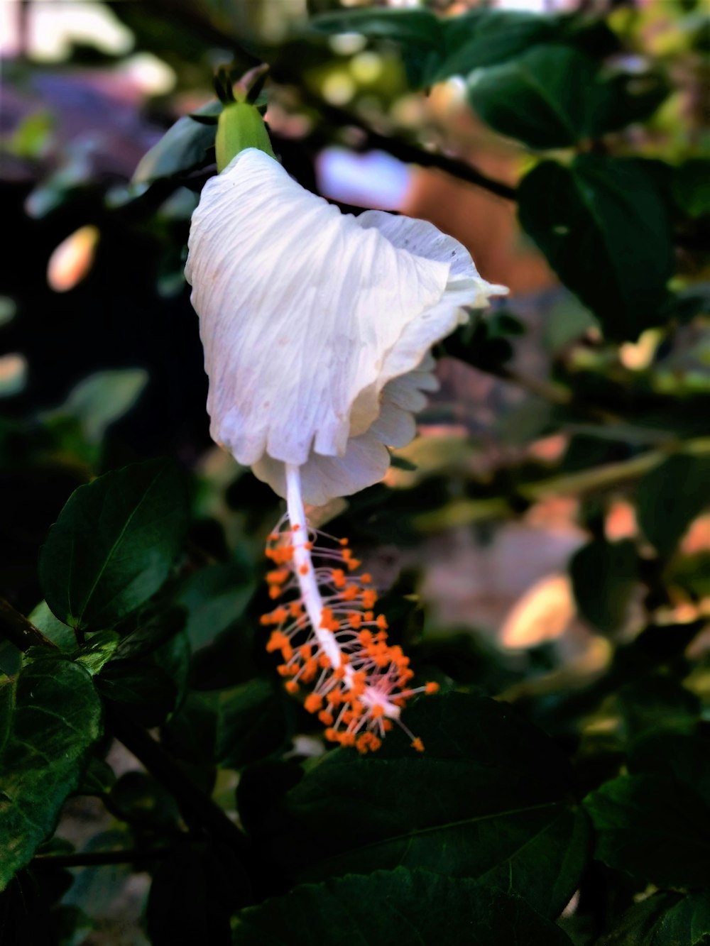 a white flower is growing on a tree