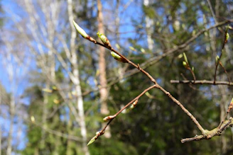 Close-up of fresh tree buds in early spring sunlight.