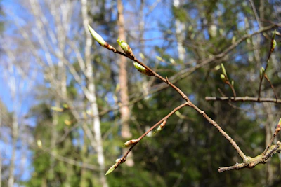 Close-up of fresh tree buds in early spring sunlight.