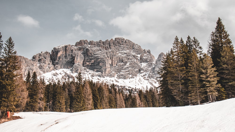 a snow covered mountain surrounded by pine trees