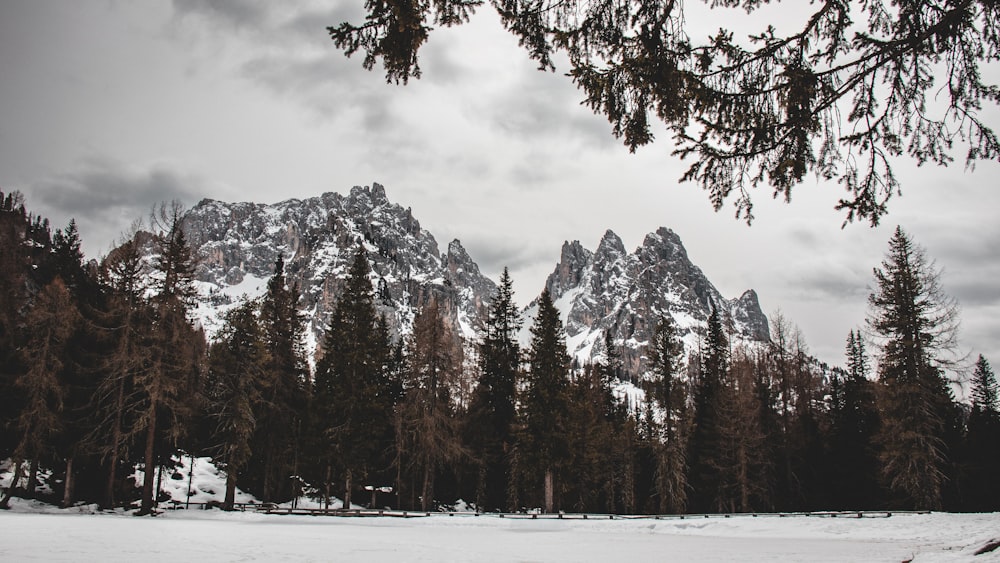 a snowy field with trees and mountains in the background