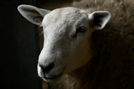 Close-up of a friendly sheep with soft wool in the afternoon light.