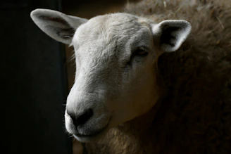 Close-up of a friendly sheep with soft wool in the afternoon light.