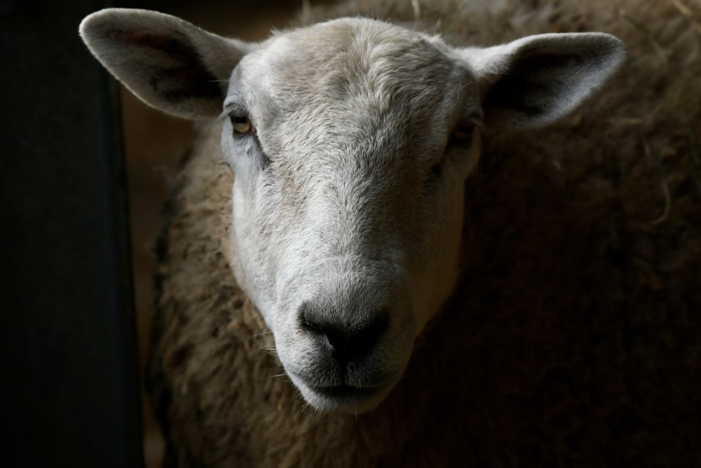 a close up of a sheep looking at the camera