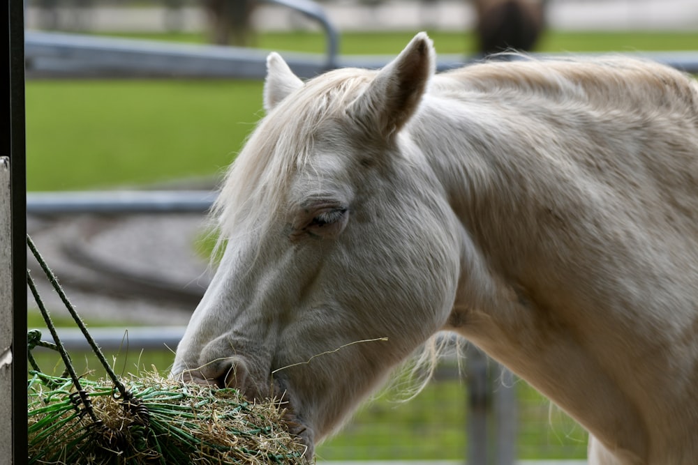 a white horse eating hay in a fenced in area