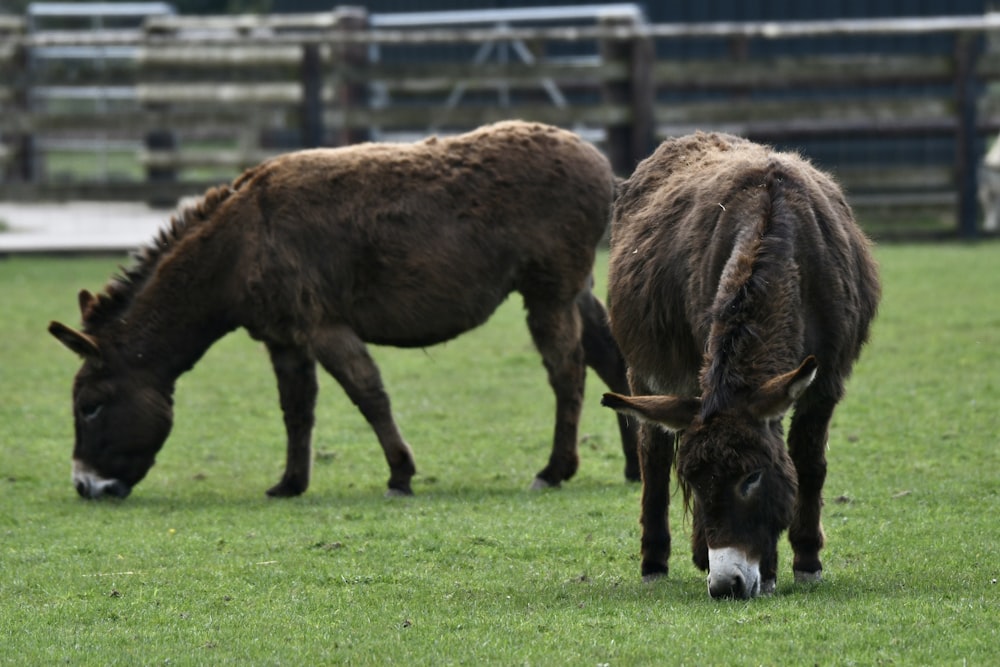 two donkeys eating grass in a fenced in area