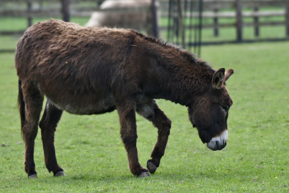 a brown horse standing on top of a lush green field