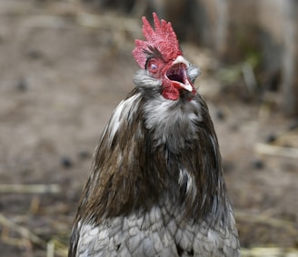 a close up of a rooster looking at the camera