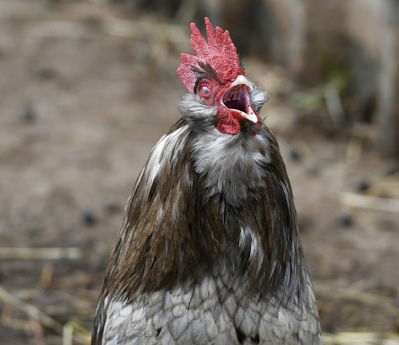 a close up of a rooster looking at the camera