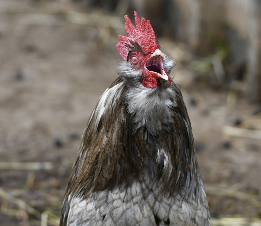 Un primo piano di un gallo che guarda la telecamera