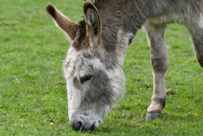 A micro mini donkey with a chestnut coat nibbling fresh green grass.