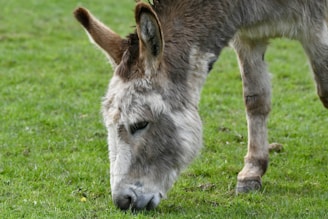 A micro mini donkey with a chestnut coat nibbling fresh green grass.