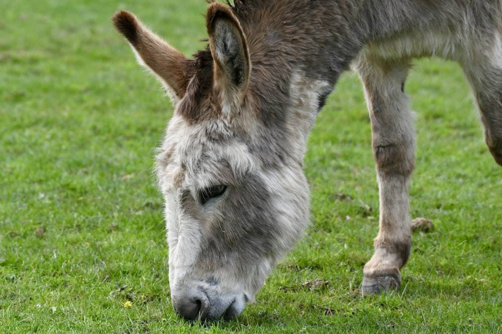 a donkey grazing on grass in a field