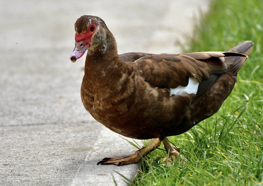 a duck standing on the side of a road