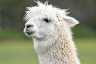 A close-up of a fluffy white alpaca with a gentle expression. Its thick, shaggy fur appears soft and well-groomed, and its ears are perked up. The background is a blurred, natural green, suggesting an outdoor setting.