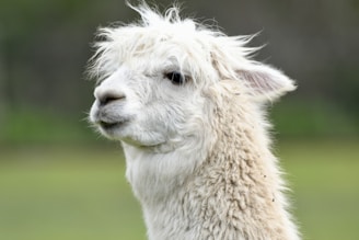 A close-up of a fluffy white alpaca with a gentle expression. Its thick, shaggy fur appears soft and well-groomed, and its ears are perked up. The background is a blurred, natural green, suggesting an outdoor setting.