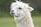 A close-up of a fluffy white alpaca with a gentle expression. Its thick, shaggy fur appears soft and well-groomed, and its ears are perked up. The background is a blurred, natural green, suggesting an outdoor setting.