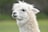 A close-up of a fluffy white alpaca with a gentle expression. Its thick, shaggy fur appears soft and well-groomed, and its ears are perked up. The background is a blurred, natural green, suggesting an outdoor setting.