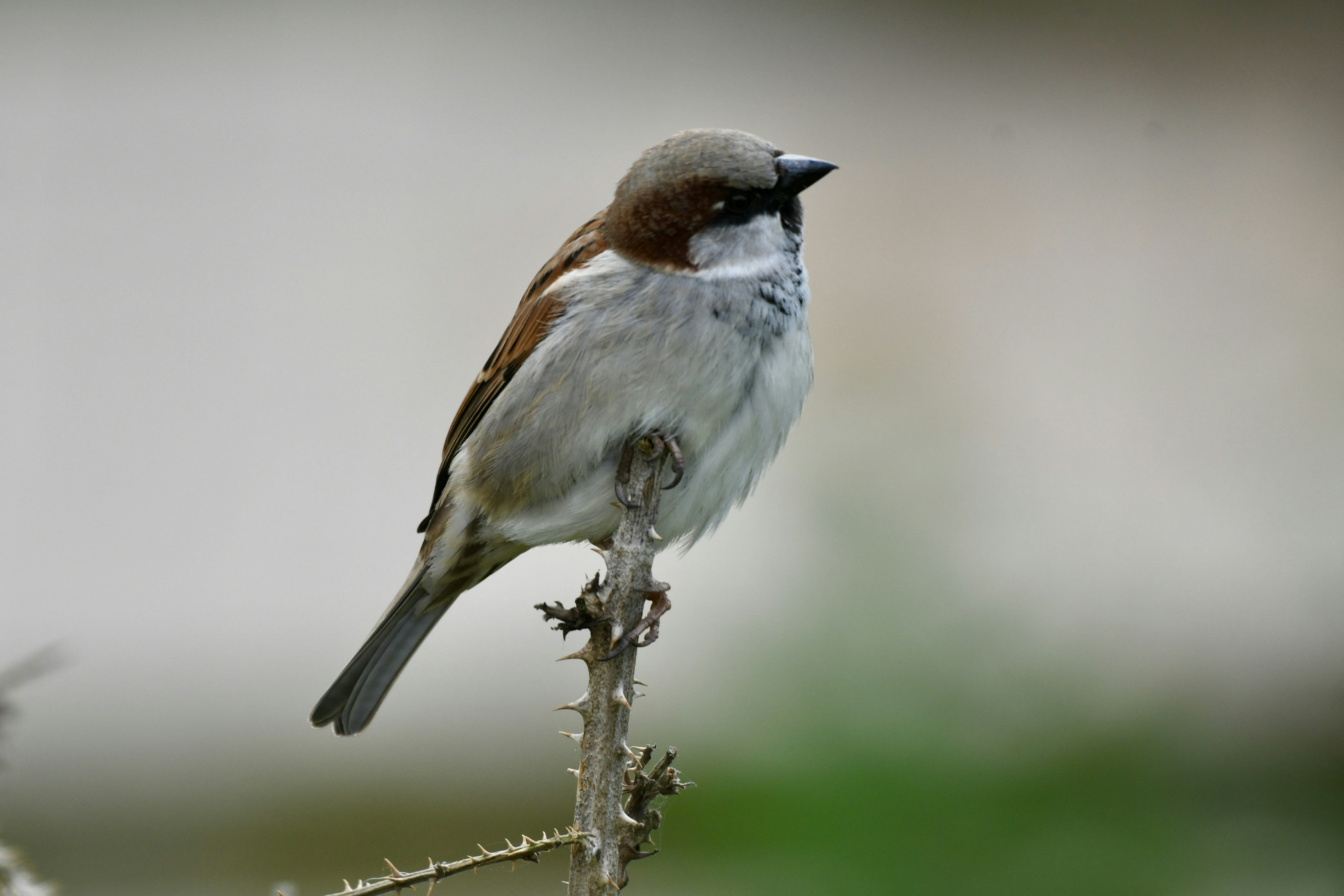 Photo by wrishi2004m