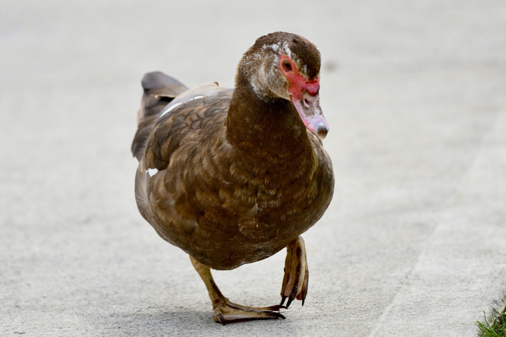 a brown duck walking across a cement road