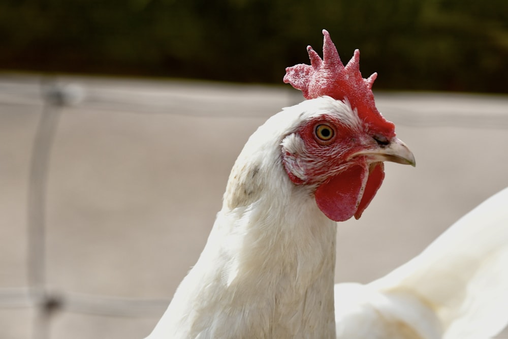 a close up of a rooster near a fence