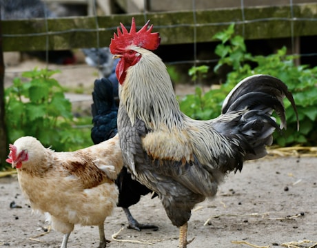 A rooster and a hen are standing on the ground in a farm environment. The rooster has a prominent red comb and wattles, with a mix of grey and white feathers. The hen has a mix of white and brown feathers. There is a fence and some greenery in the background.