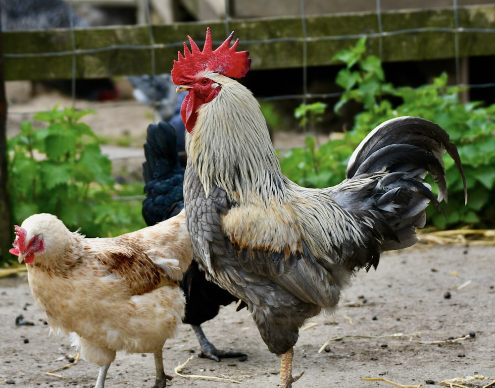 a couple of chickens standing on top of a dirt field