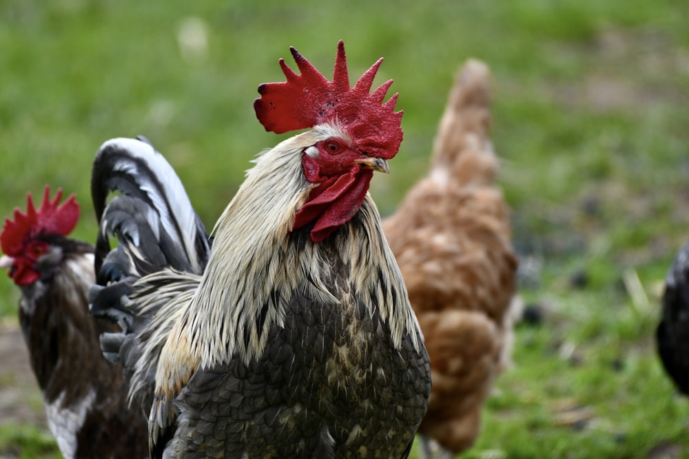 Un grupo de pollos parados en la parte superior de un campo cubierto de hierba