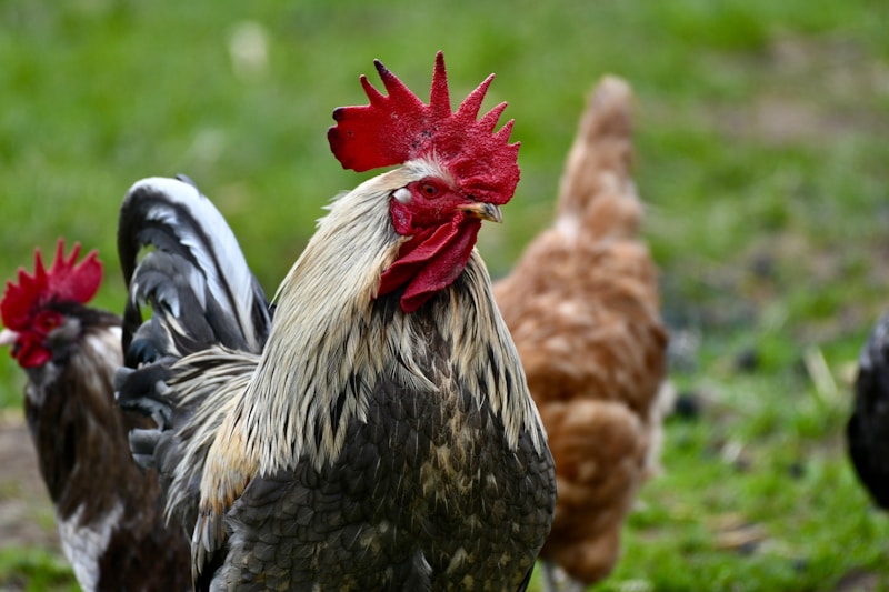 Chicken Facts and Roles in Society