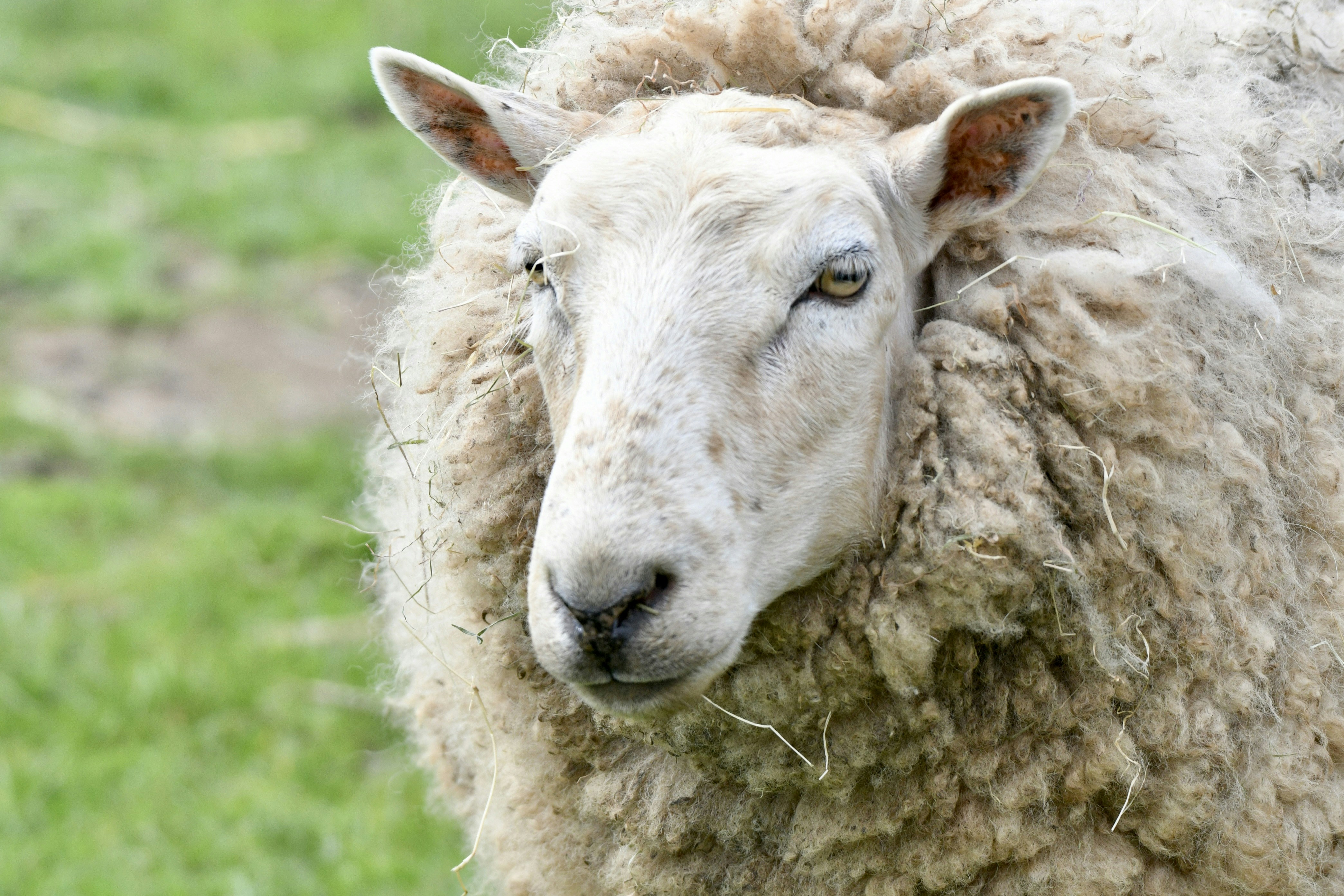 a close up of a sheep in a field