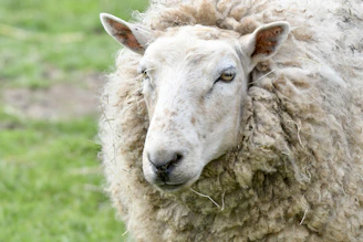 Close-up of soft, curly karakul wool freshly sheared from a healthy sheep.