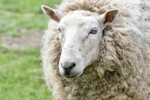 Close-up of soft, curly karakul wool freshly sheared from a healthy sheep.