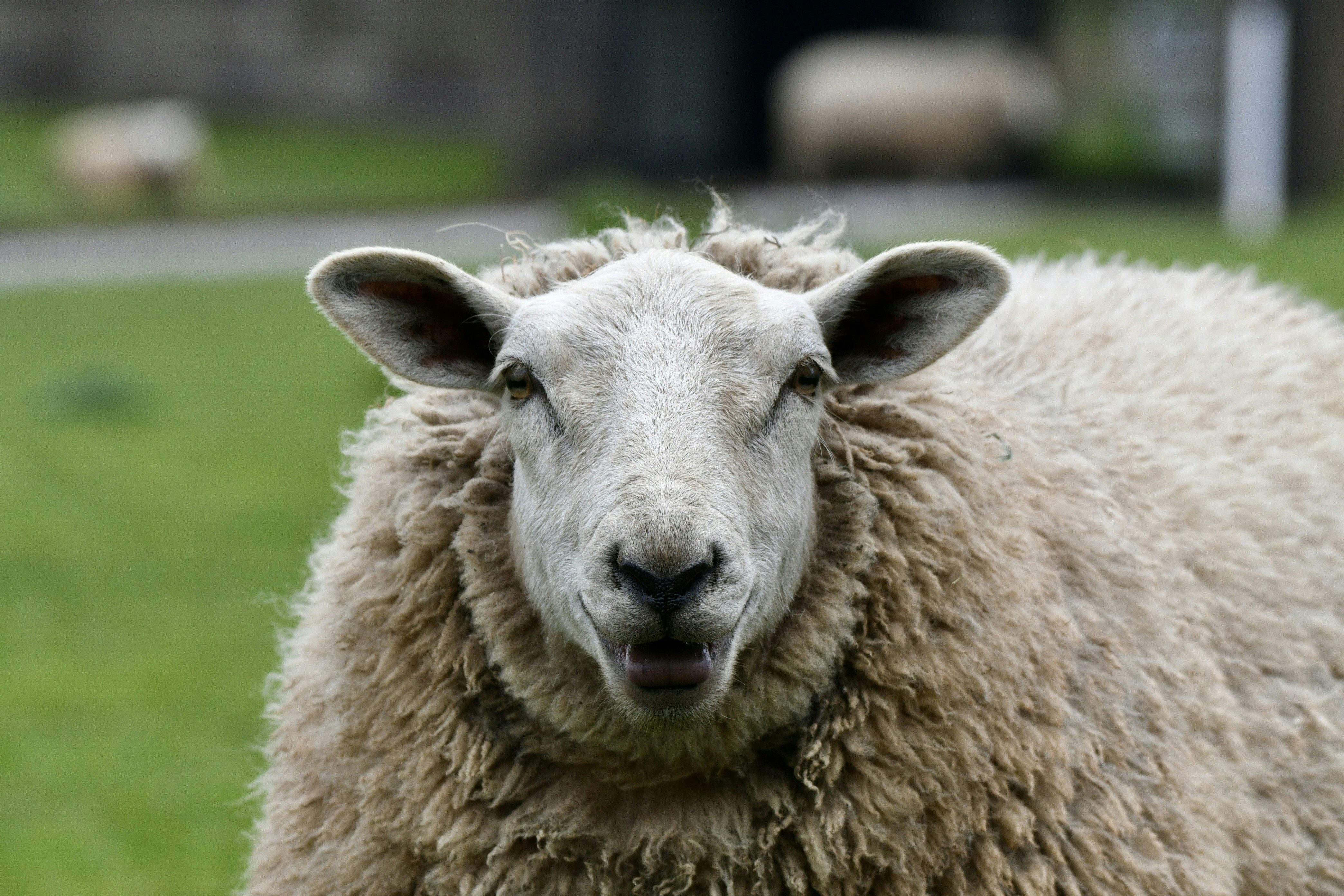 a close up of a sheep in a field